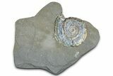Iridescent Ammonite (Psiloceras) Fossil - England #350955-1